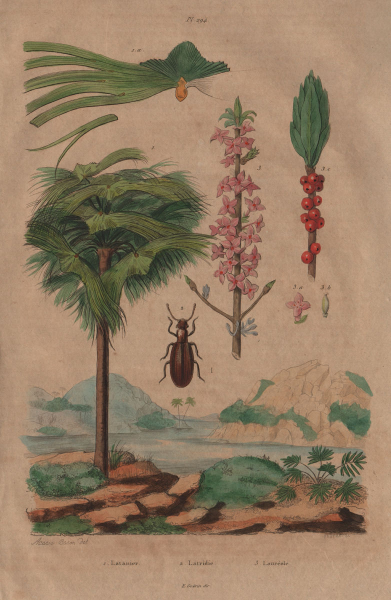 Latania (Red Latan Palm). Latridius beetle. Lauréole (Laurel) 1833 old print
